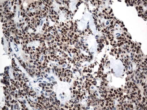 LEF1 Antibody (clone OTI10A7, Carrier-free)
