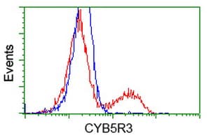 CYB5R3 / B5R Antibody (clone OTI2A10)