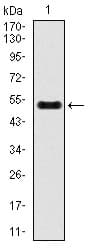 INCENP Antibody (clone 3D2)