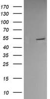 Monoclonal Mouse anti-Human PDIA3 / ERp57 Antibody (clone OTI3D2, WB)