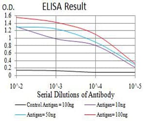 AML1 / RUNX1 Antibody (clone 6C12B3)