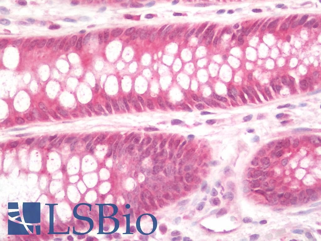 TMED9 Antibody (Biotin)