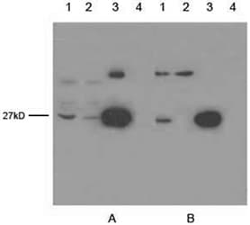 GFP Antibody (clone 5E5G11)