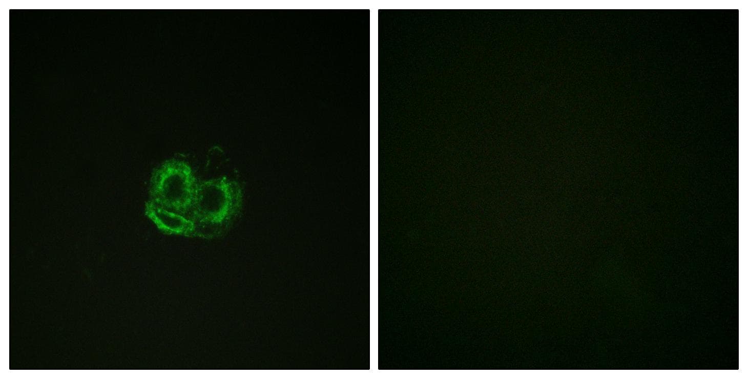 Actin Antibody (p53/55)