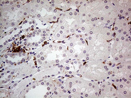 Monoclonal Mouse anti-Human P40PHOX / NCF4 Antibody (clone OTI12H10, IHC)