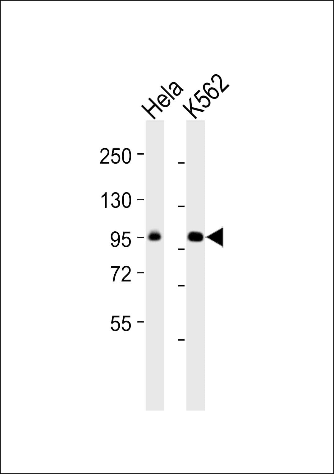 POU2F1 / OCT1 Antibody