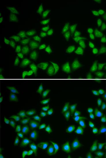 EIF6 Antibody