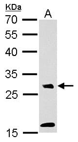 MAF1 Antibody (aa1-201)