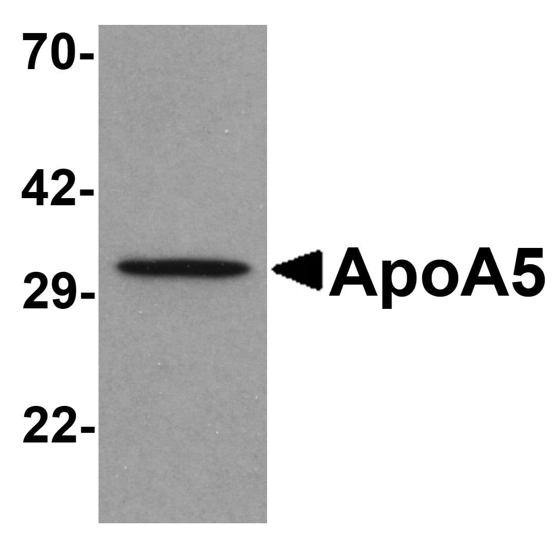 Apolipoprotein A-V Antibody