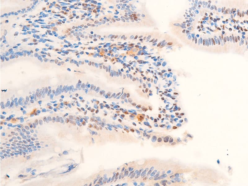JUN / c-Jun Antibody (phospho-Thr239)