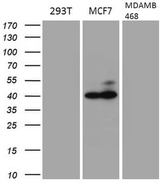 GATA3 Antibody (aa155-443, clone OTI5C11, Carrier-free)