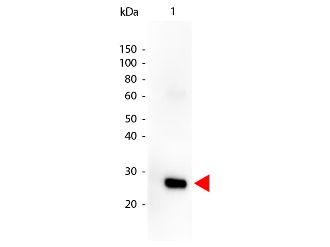 Goat Anti-Human Lambda Light Chain Secondary Antibody (HRP)
