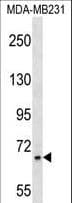 Polyclonal Rabbit anti-Human ZNF44 / GIOT-2 Antibody (aa167-193, WB)