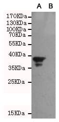 Monoclonal Mouse anti-Human BAG1 / BAG-1 Antibody (WB)