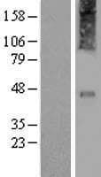 CRHR2 / CRF2 Receptor Protein (Over-Expression Lysate Myc-DDK (Flag))