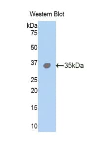 TLR4 Antibody (aa26-269)