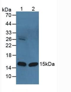 FABP3 / H-FABP Antibody (aa1-133)