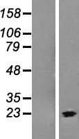 ARRDC1-AS1 / C9orf37 Protein (Over-Expression Lysate Myc-DDK (Flag))