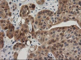 TOMM34 Antibody (clone OTI2A9, Carrier-free)