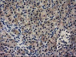 GUK1 / Guanylate Kinase 1 Antibody (clone OTI1D7)