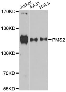PMS2 Antibody
