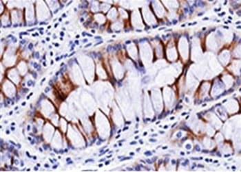 Secretory Component Antibody (clone SC05, Ready-to-Use)
