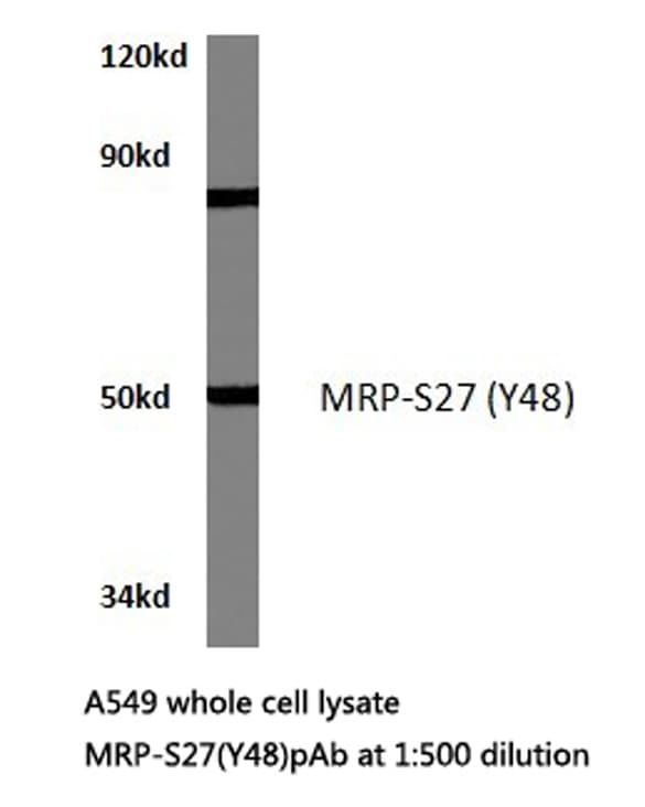 Polyclonal Rabbit anti-Human MRPS27 Antibody (Tyr48, WB)
