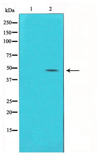 GJA1 / CX43 / Connexin 43 Antibody