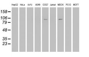 DPP9 Antibody (clone OTI4F1, Carrier-free)