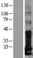 ID / ID1 Protein (Over-Expression Lysate Myc-DDK (Flag))