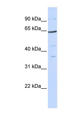 TCF7L1 / TCF-3 Antibody (aa35-84)