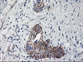 APBB3 Antibody (clone OTI5G3)