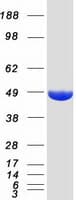 Human ENO2 / NSE Protein (Recombinant Myc-DDK (Flag))
