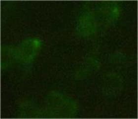 Monoclonal Mouse Hemagglutinin / HA Tag Antibody (clone 5E11D8, IF, WB)