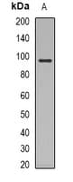 NR3C1/Glucocorticoid Receptor Antibody (Internal)