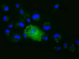 XPNPEP1 / Aminopeptidase P Antibody (clone OTI1E7, Carrier-free)