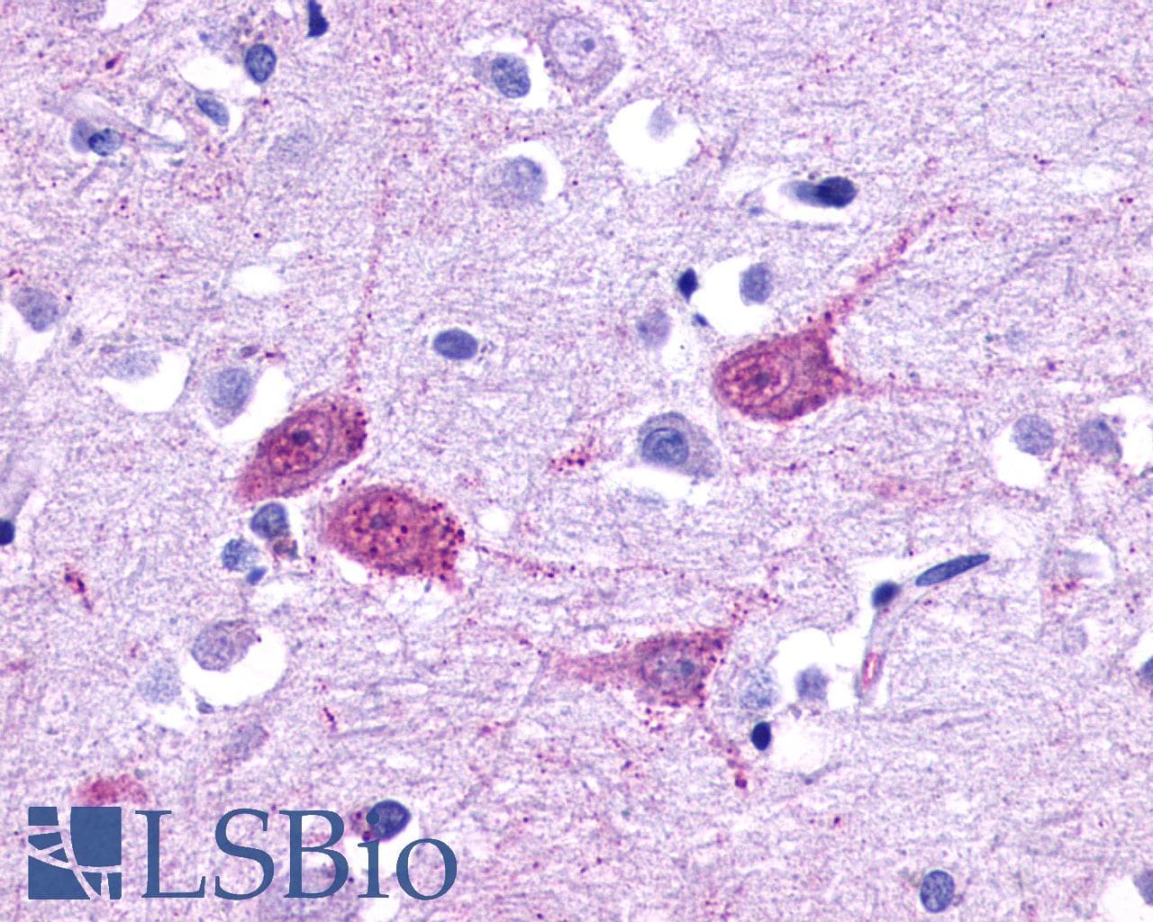 PathPlus™ HTR1F / 5-HT1F Receptor Antibody (Cytoplasmic Domain)