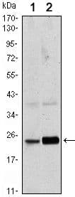 RAB10 Antibody (clone 400)