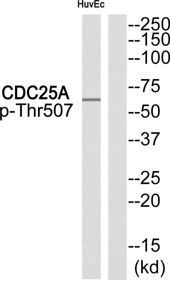 CDC25A Antibody (phospho-Thr507)