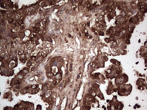 PKM2 Antibody (clone 12B9)