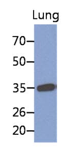 IHC-plus™ MFAP4 Antibody (clone AT12D11)