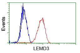 LEMD3 / MAN1 Antibody (clone OTI4E1, Carrier-free)