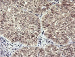 LZIC Antibody (clone OTI2D4)