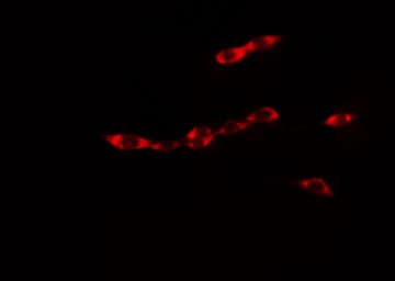 RAB18 Antibody