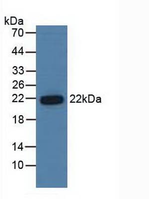 PSMB6 Antibody (aa2-239, APC)