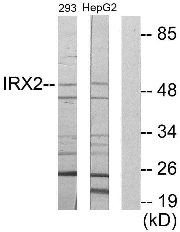 IRX2 Antibody