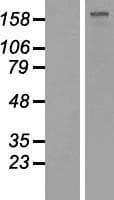 GLI2 Protein (Over-Expression Lysate Myc-DDK (Flag))