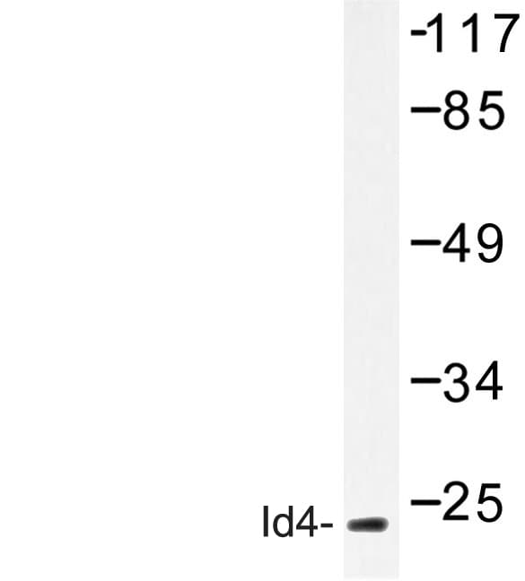 ID4 Antibody (Ser5)