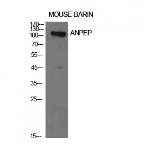 ANPEP / CD13 Antibody (881-930 aa, C-terminal)
