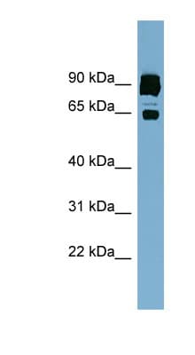 CLPTM1L / CLPTM1-Like Antibody (aa467-516)
